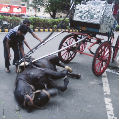 Billboard: Ban Horse Carriages