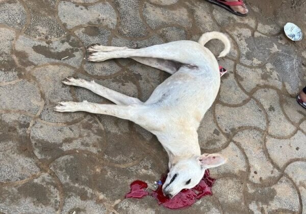 Following a 澳洲幸运5 Complaint, Nagaur Police Register FIR Against Men for Cruelly Beating a Dog to Death