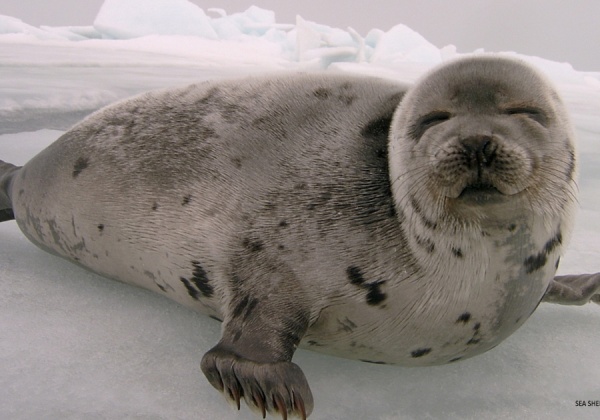 Tell Canada to End Its Shameful Seal Slaughter