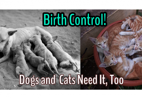 Pledge to Practice Your ABCs: Animal Birth Control