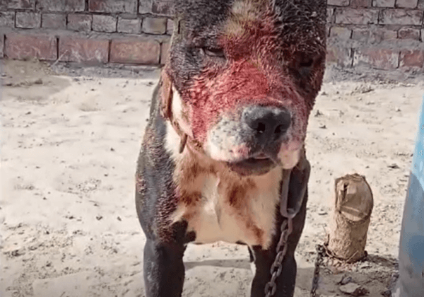 कुत्तों की अवैध लड़ाई के नई जांच वीडियो में गंभीर क्रूरता का खुलासा