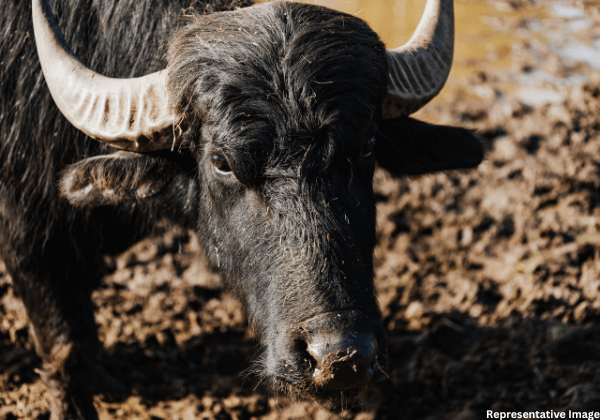 Sacrifice of Seven Buffaloes Stopped in Jogulamba Gadwal Following PETA India Complaint